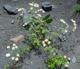 Pyrethrum parthenifolium