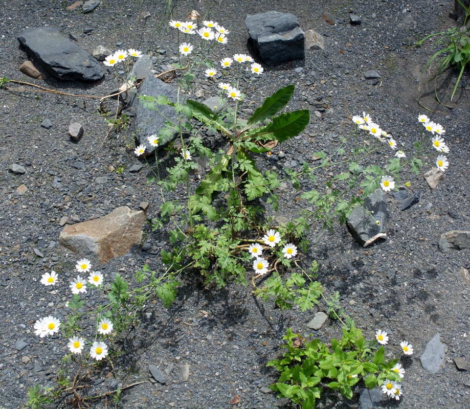 Image of Pyrethrum parthenifolium specimen.