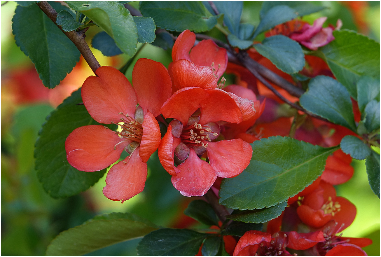 Image of Chaenomeles japonica specimen.