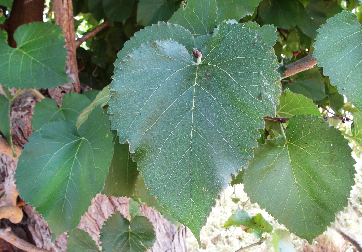 Image of Morus nigra specimen.