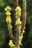 Verbascum thapsus