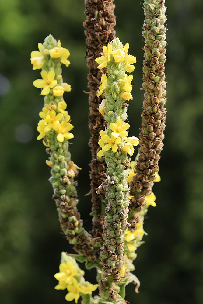 Image of Verbascum thapsus specimen.