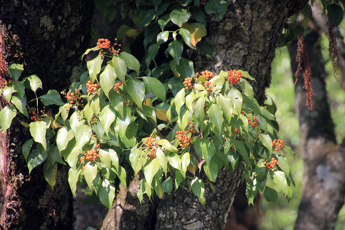 Изображение особи род Hedera.