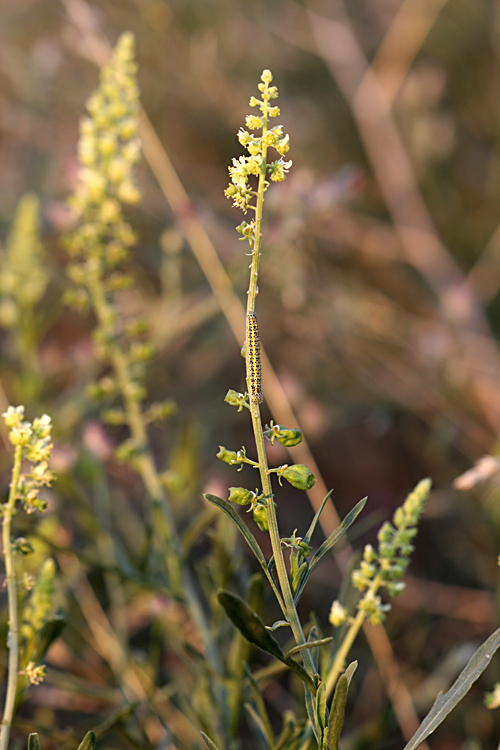 Изображение особи Reseda lutea.