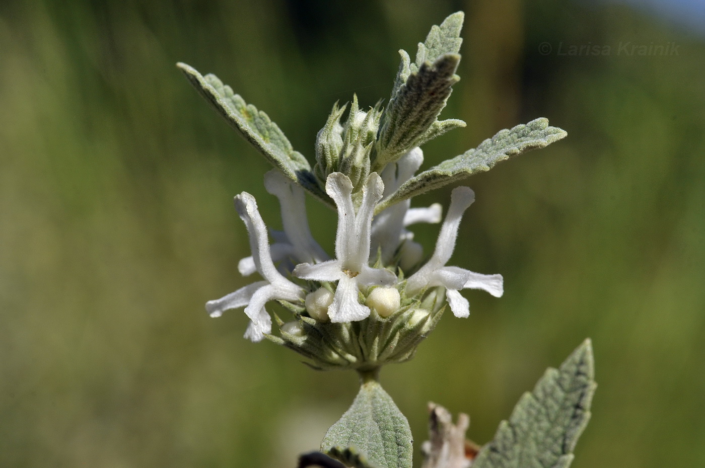 Image of Marrubium peregrinum specimen.