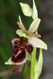 Ophrys mammosa подвид caucasica. Цветок. Краснодарский край, Туапсинский р-н, Шепсинское с/п, окр. с. Дедеркой, участок каменистого склона над трассой. 17 мая 2022 г.