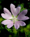 Malva thuringiaca