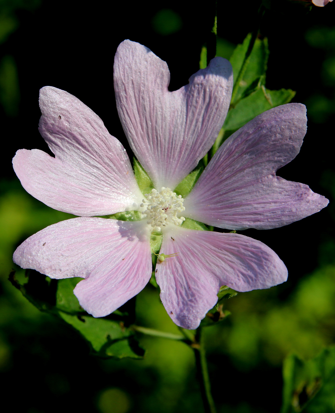 Image of Malva thuringiaca specimen.