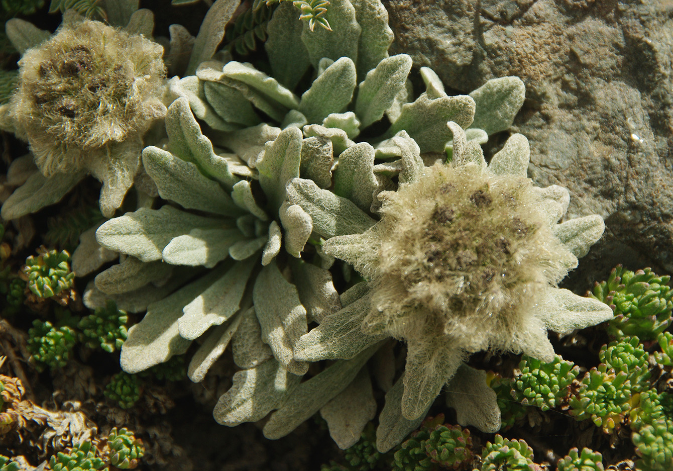 Image of Saussurea gnaphalodes specimen.