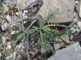 Lamyra echinocephala