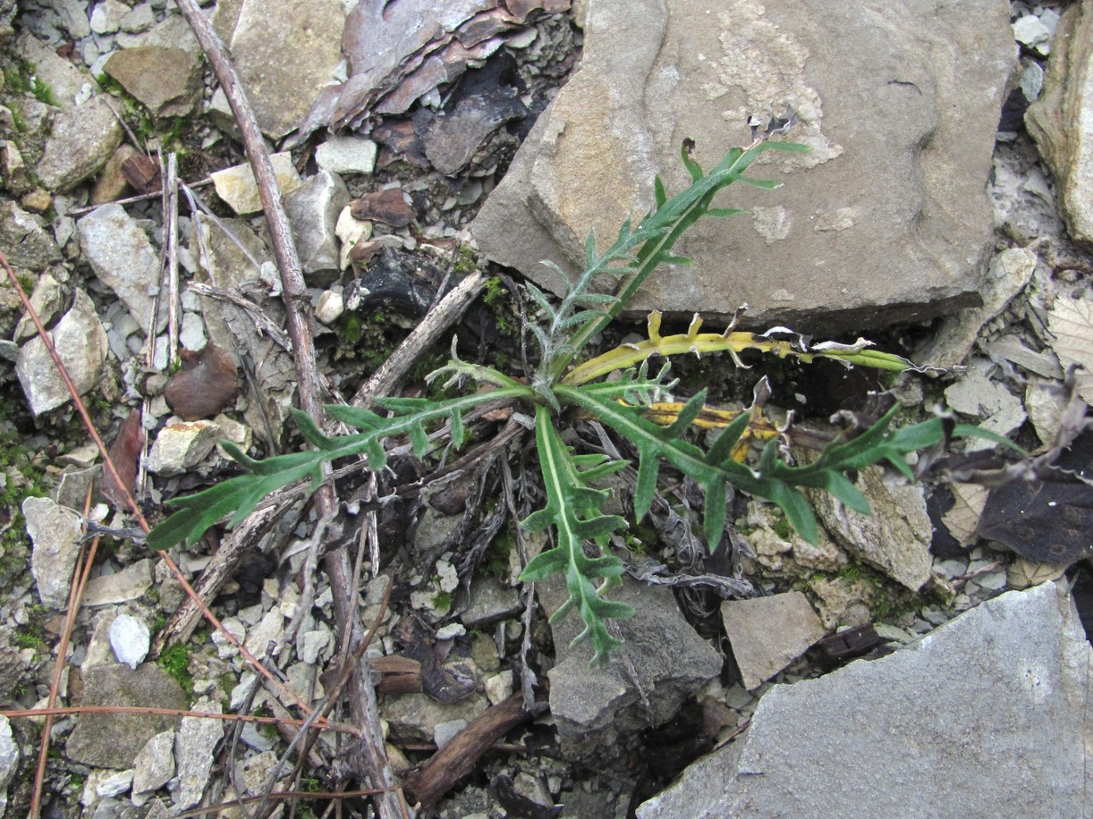 Image of Lamyra echinocephala specimen.