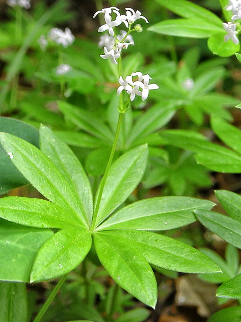 Image of Galium odoratum specimen.