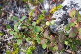 Vaccinium uliginosum. Плодоносящее растение с незрелыми плодами. Кольский п-ов, Кандалакшский берег Белого моря, каменистая коса, воронично-лишайниковая тундра. 19.07.2021.