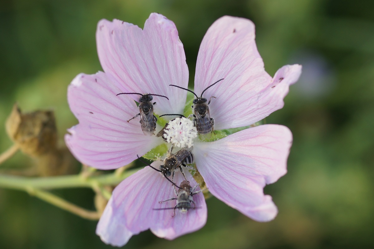 Image of Malva thuringiaca specimen.