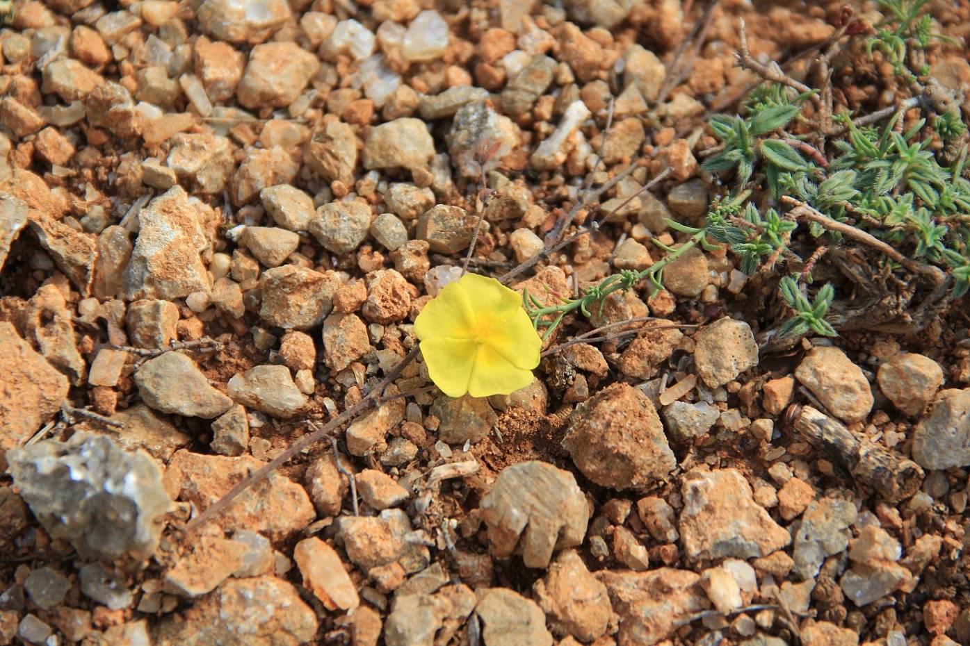 Изображение особи Fumana procumbens.