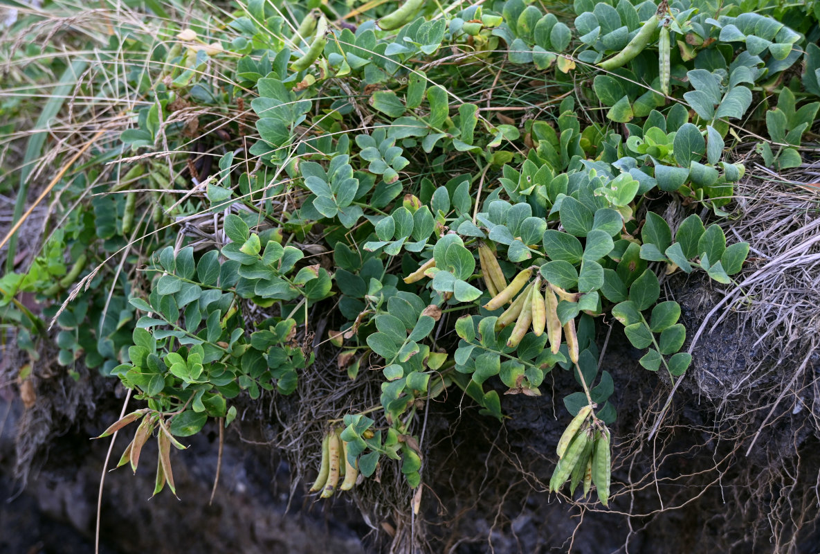 Изображение особи Lathyrus japonicus.