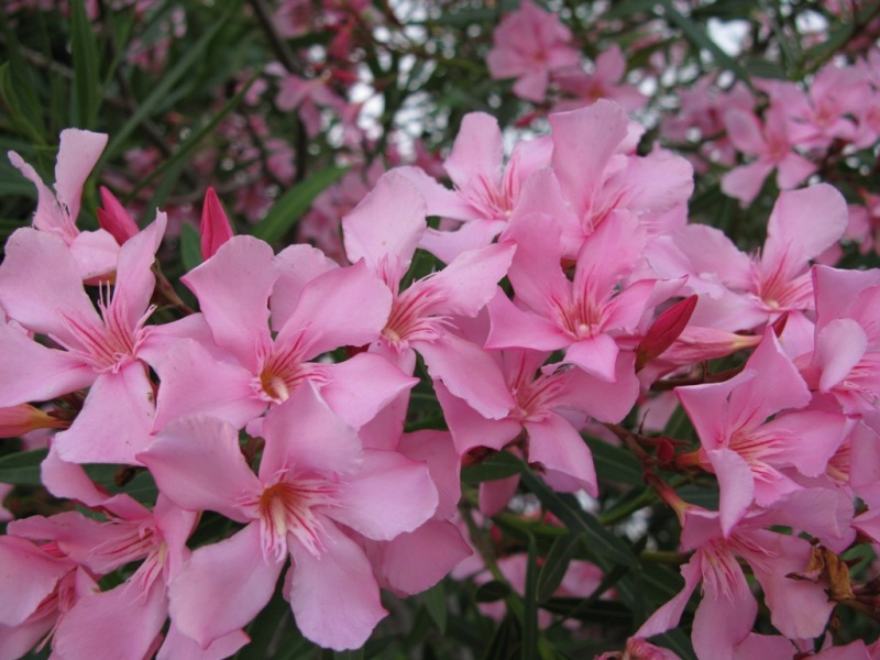 Изображение особи Nerium oleander.