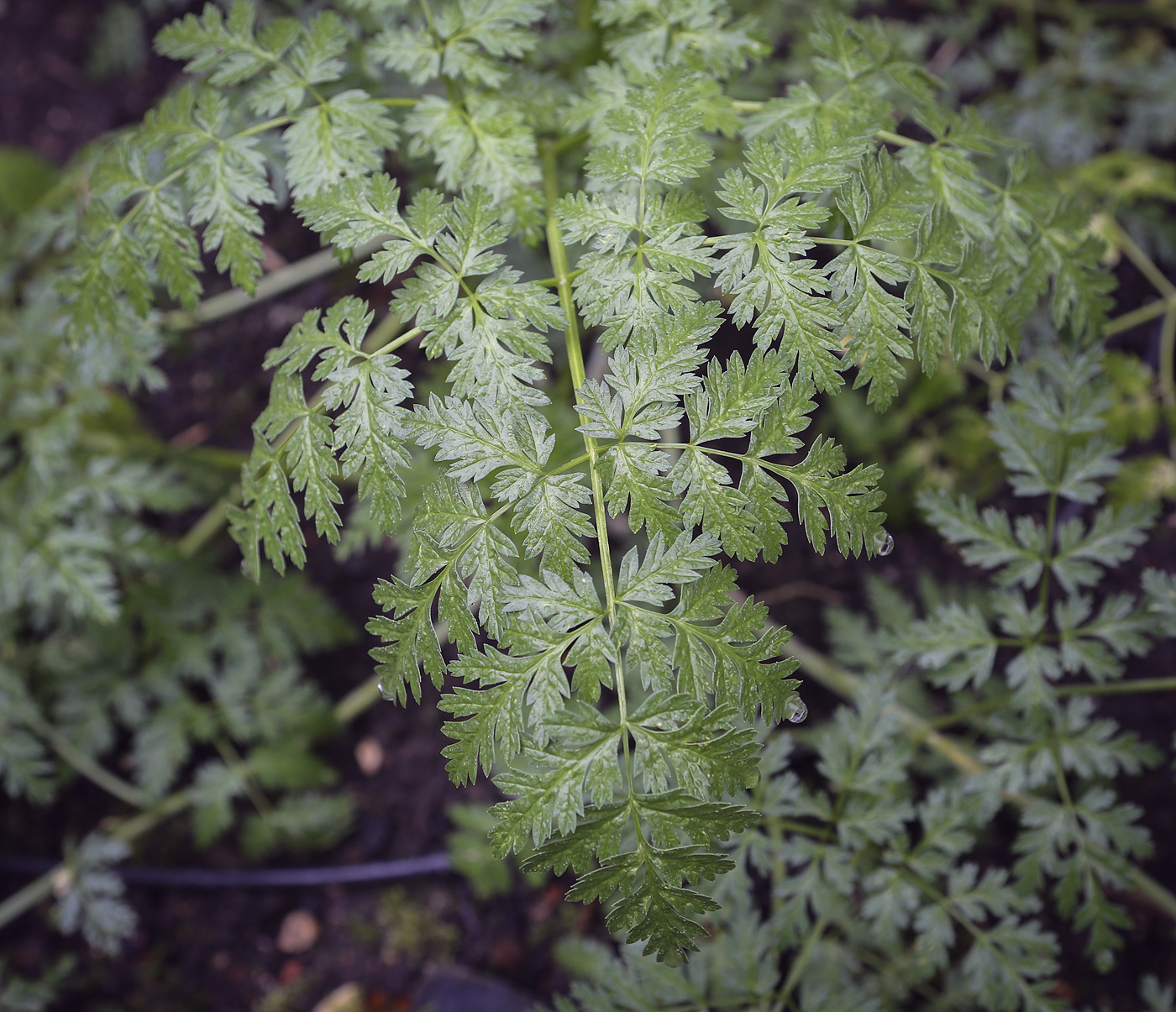 Изображение особи Conium maculatum.