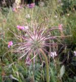 Pulsatilla campanella. Плод. Казахстан, Заилийский Алатау, плато Асы, ок. 2700 м н.у.м. 27.06.2010.