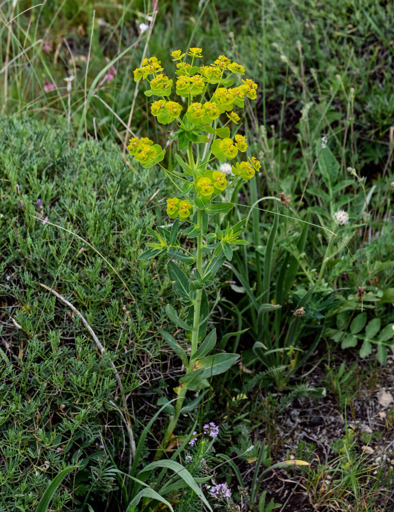 Image of Euphorbia iberica specimen.