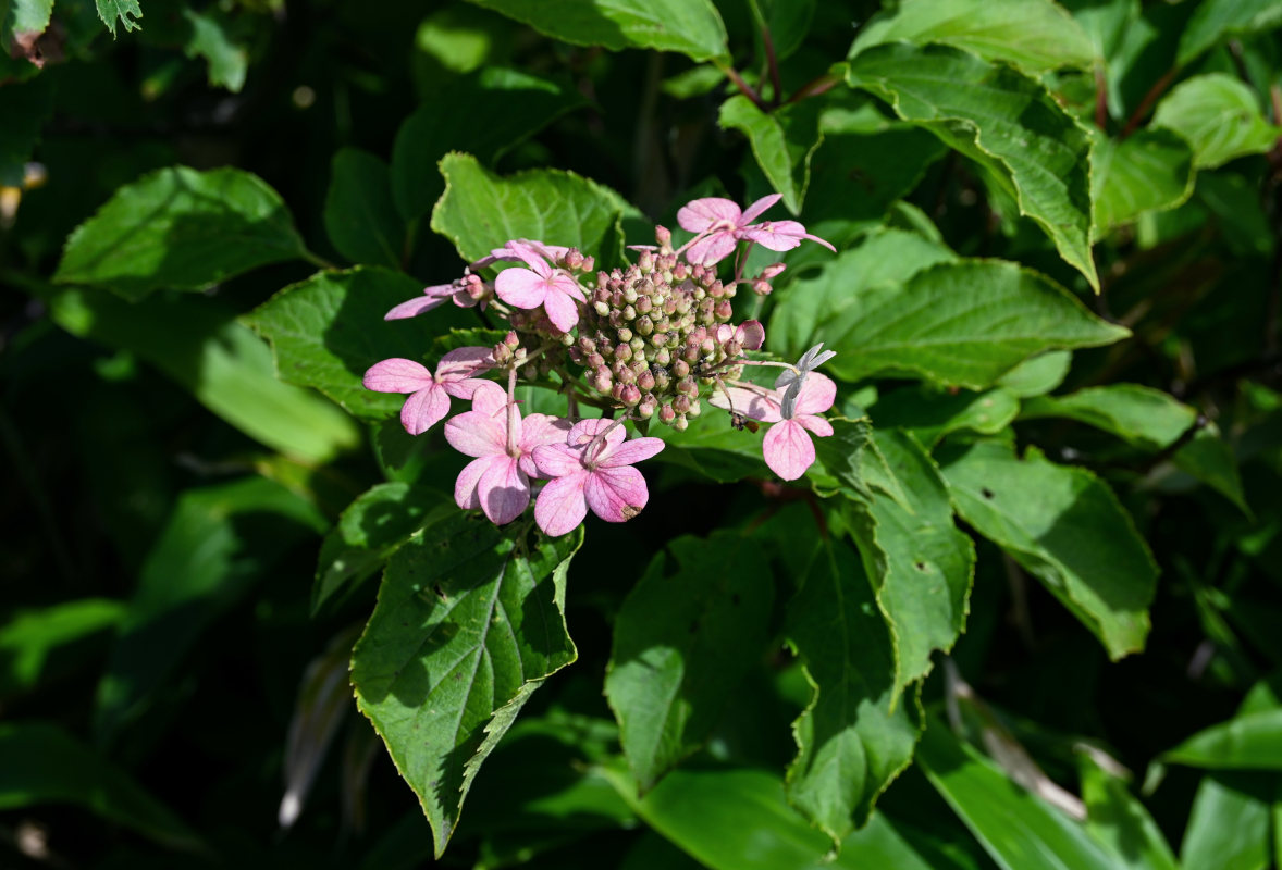 Image of Hydrangea paniculata specimen.