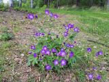 Geranium sylvaticum. Цветущее растение. Карелия, г. Петрозаводск, опушка леса. 02.06.2023.