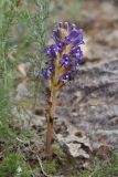 Orobanche amoena. Цветущее растение. Таджикистан, Согдийская обл., хр. Моголтау, мелкозёмистый склон. 6 мая 2023 г.