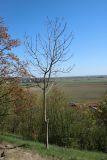 Fraxinus excelsior