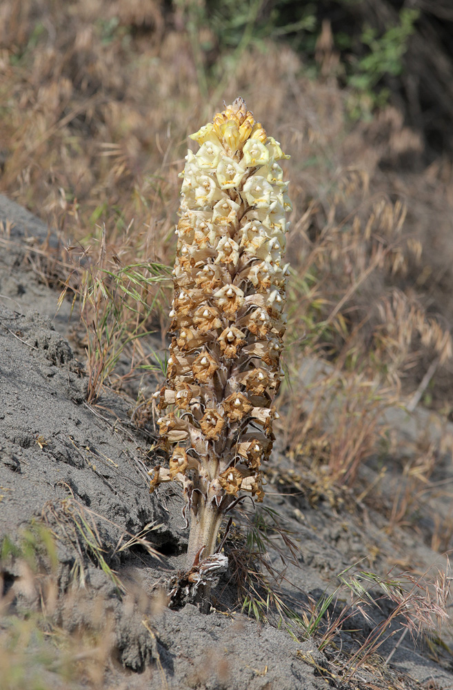 Image of Cistanche trivalvis specimen.