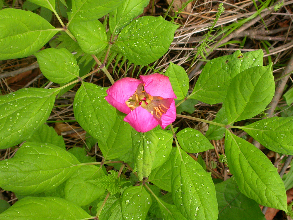 Image of Paeonia obovata specimen.