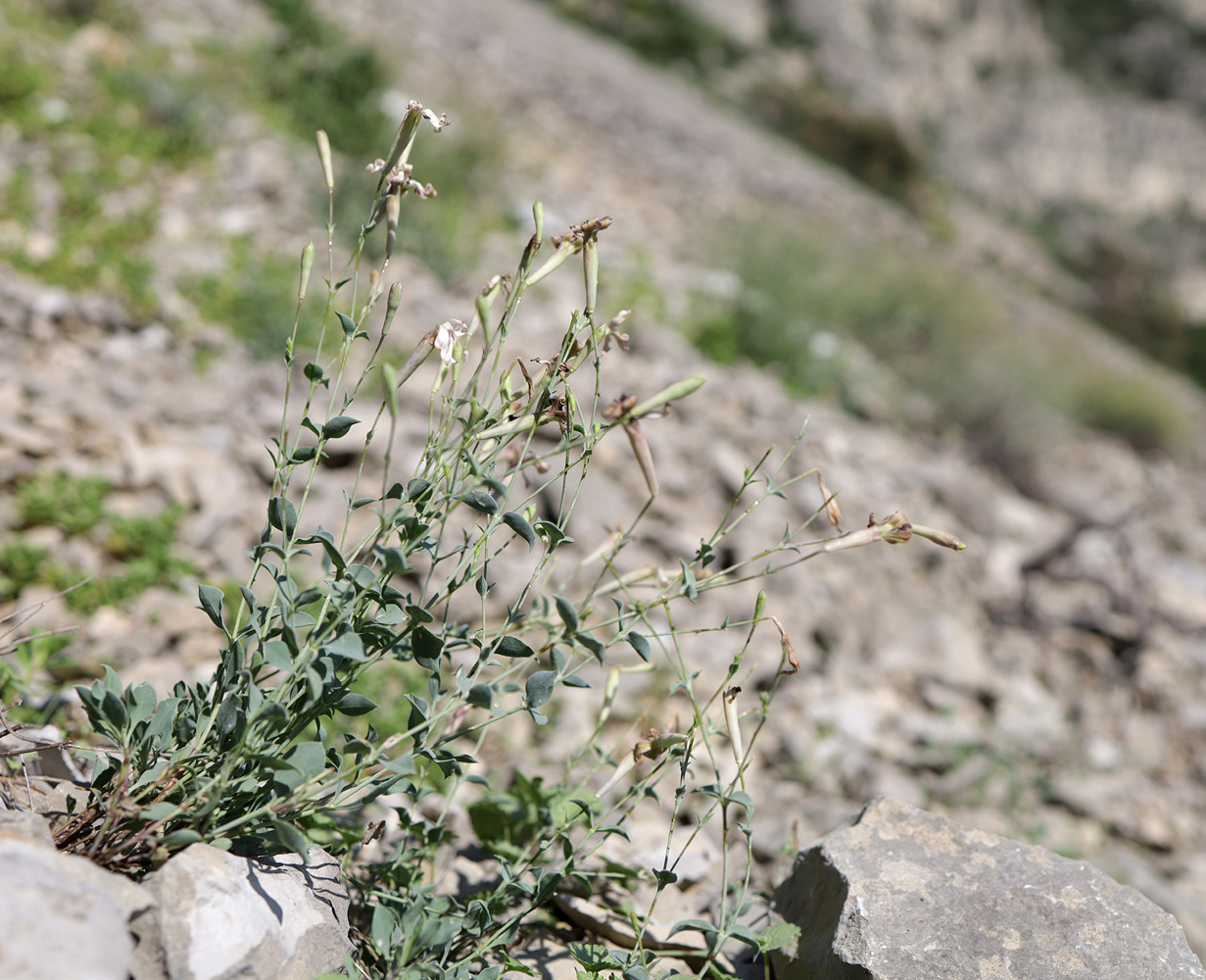 Image of Silene chlorifolia specimen.