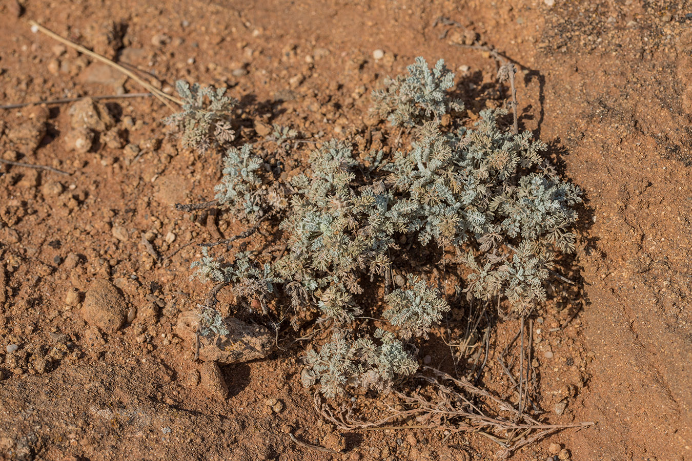 Image of genus Artemisia specimen.