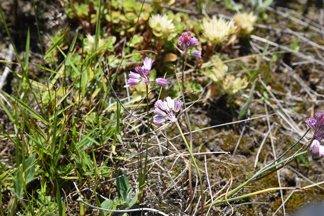 Image of genus Allium specimen.