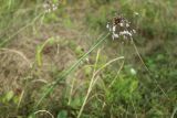 Allium oleraceum. Верхушка цветущего растения с выводковыми луковичками и божьей коровкой в соцветии. Беларусь, Витебская обл., Браславский р-н, нац. парк «Браславские озёра»; гора Маяк (Бизня), суходольный разнотравно-злаковый луг. 29.07.2023.