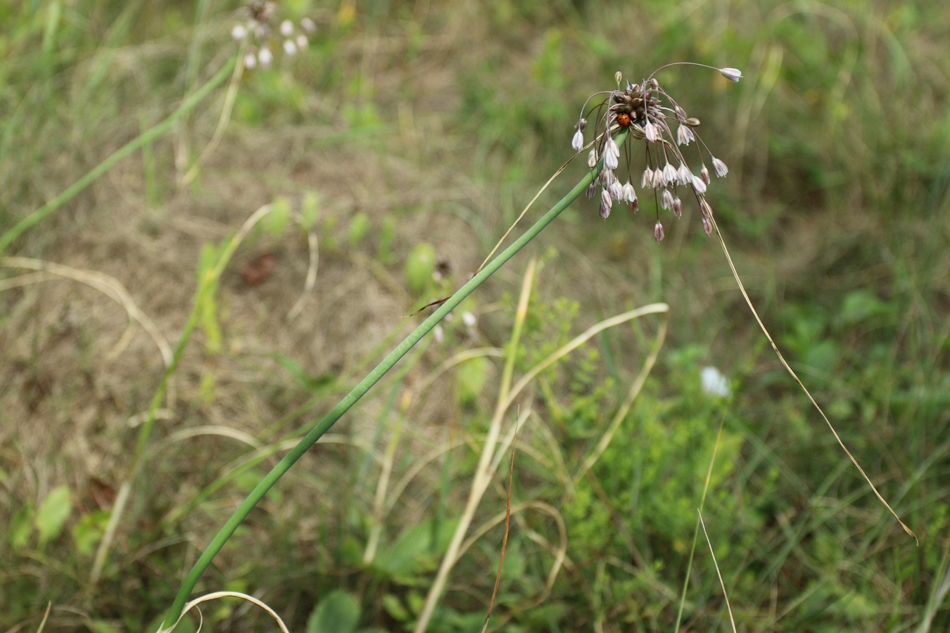 Изображение особи Allium oleraceum.