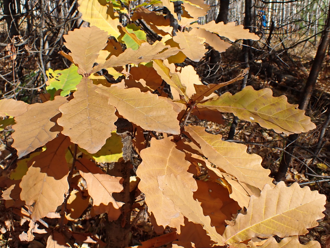 Изображение особи Quercus mongolica.