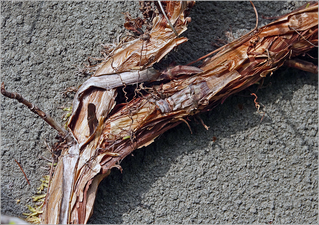 Image of Hydrangea petiolaris specimen.