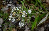 Anaphalis margaritacea. Верхушка цветущего растения. Сахалин, г. Южно-Сахалинск, горнолыжный комплекс \"Горный воздух\", каменистый участок лугового склона. 09.08.2023.