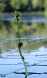 Sparganium gramineum. Надводная часть соцветия в цвету (на стебле - спаривающиеся мухи). Ленинградская обл., Всеволожский р-н, пос. Токсово, южный берег оз. Чайное; Sparganietum в прибрежной зоне, внутренний пояс Sparganium gramineum, песчано-илистое дно на глубине 50—80 см. 17 августа 2022 г.