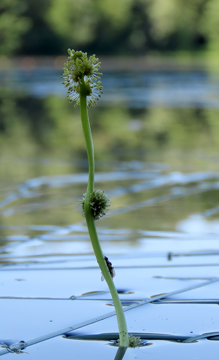 Изображение особи Sparganium gramineum.