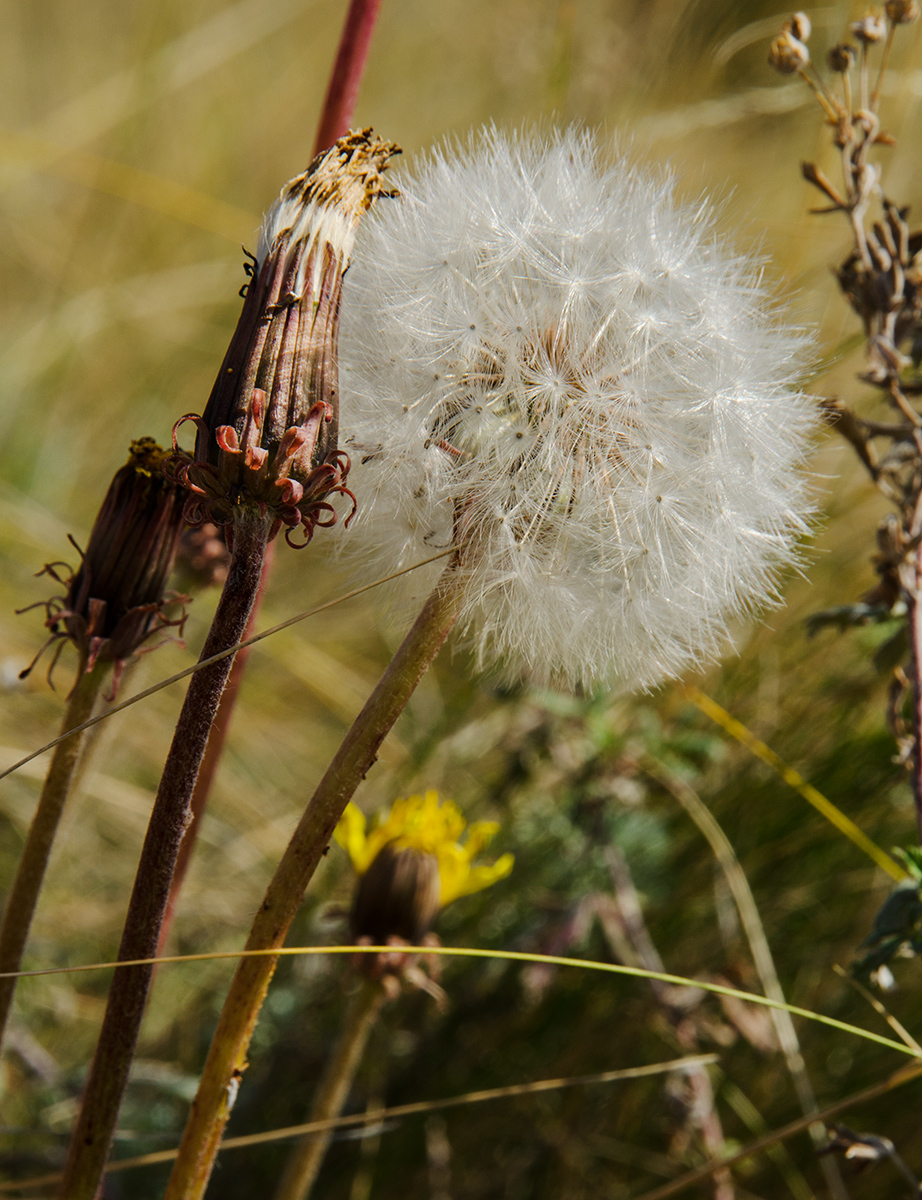 Image of Taraxacum serotinum specimen.