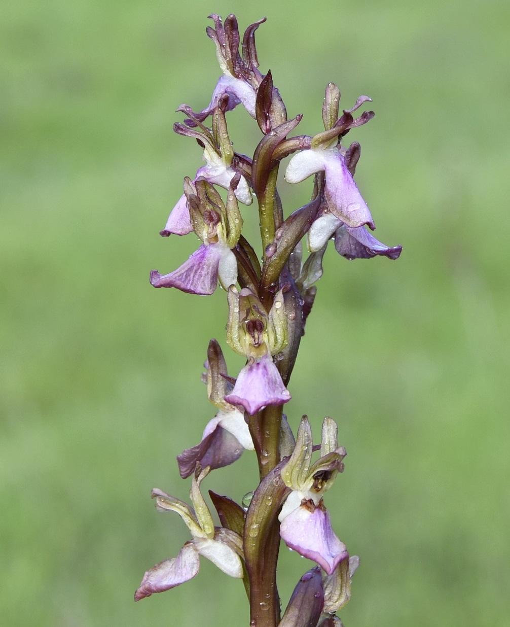 Изображение особи Anacamptis collina.