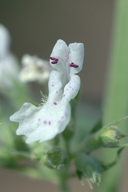 Изображение особи Nepeta cataria.