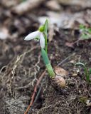 Galanthus alpinus. Цветущее растение с обнажившейся луковицей. Краснодарский край, Крымский р-н, окр. станицы Неберджаевская, ур. Малый Яр, буково-грабово-дубовый лес, балка с ручьём. 23.02.2024.