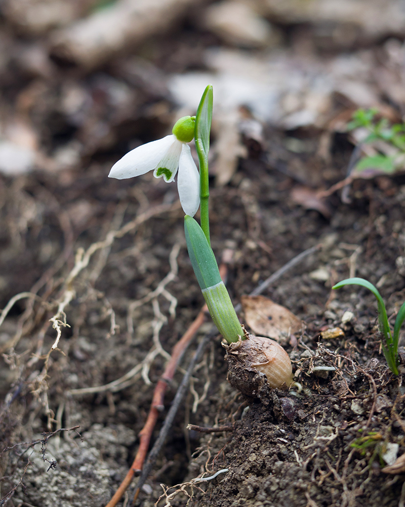 Image of Galanthus alpinus specimen.