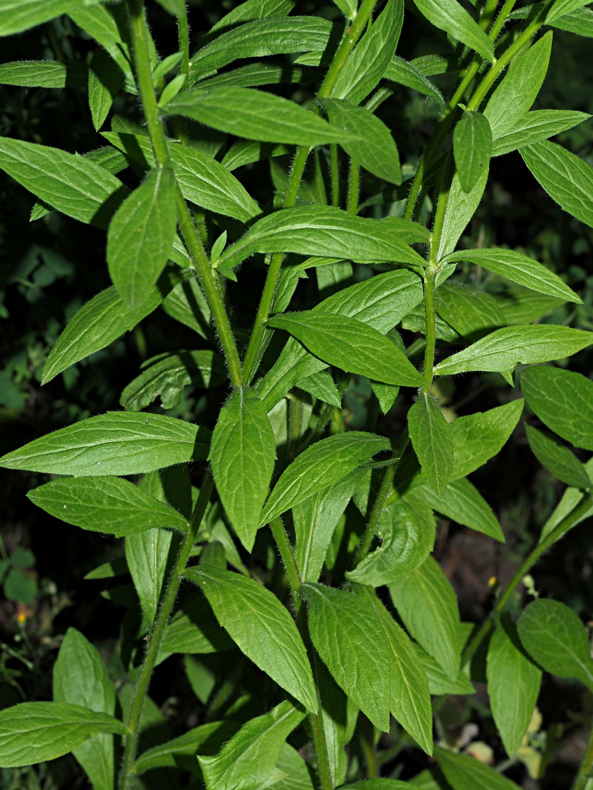 Image of Erigeron annuus specimen.