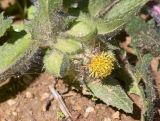 Centaurea benedicta