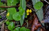 Viola biflora. Цветущее растение. Красноярский край, Таймырский Долгано-Ненецкий р-н, плато Путорана, долина р. Иркингда, опушка смешанного леса. 24.07.2023.