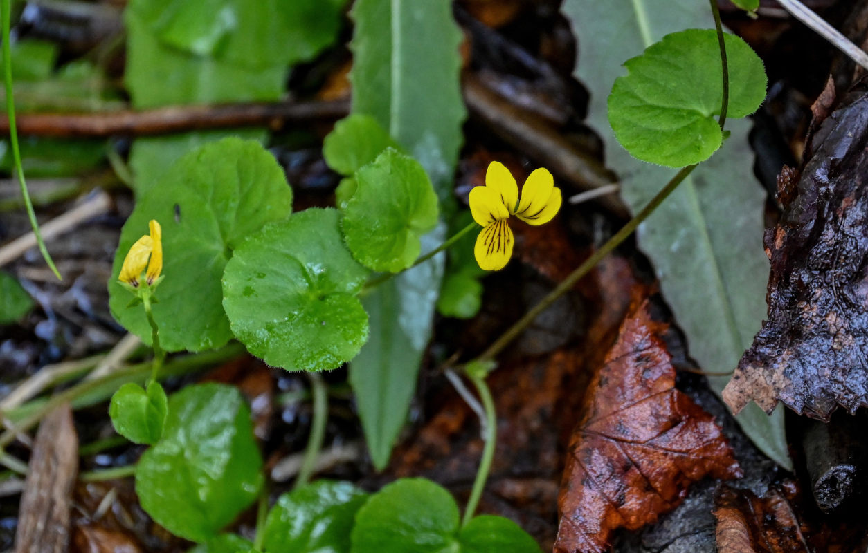 Image of Viola biflora specimen.