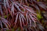 Acer palmatum